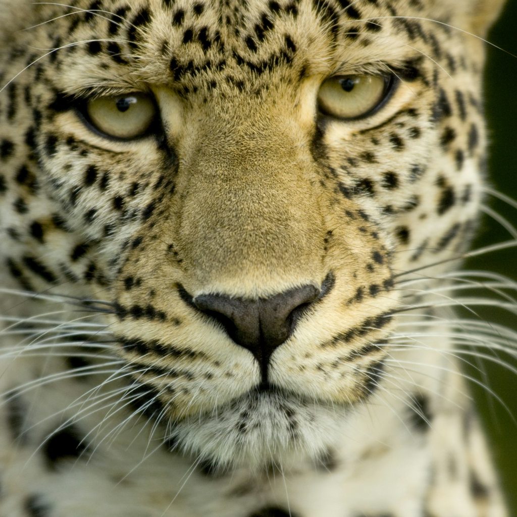 Leopard in the serengeti national reserve