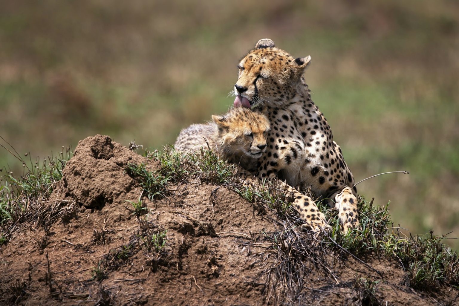 Mother cheetah and a baby cheetah on a field in Tanzania