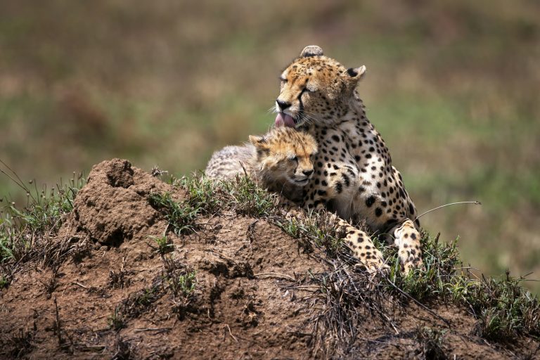 Mother cheetah and a baby cheetah on a field in Tanzania